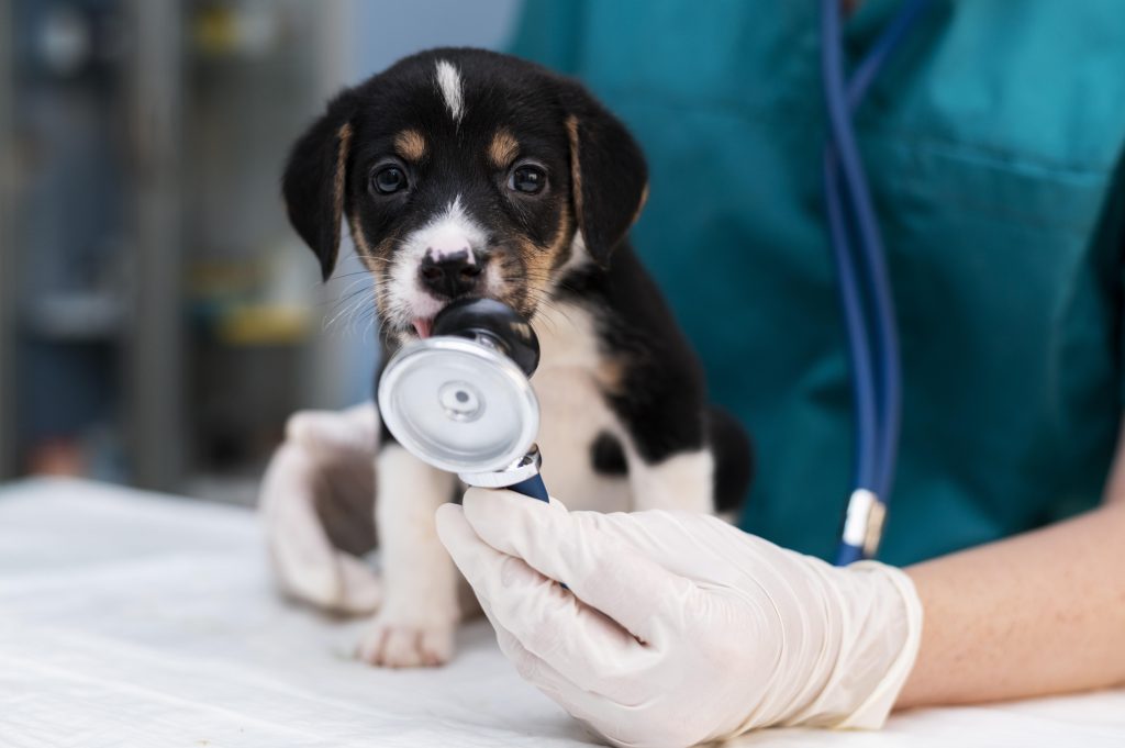 cerca-de-veterinario-cuidando-perro