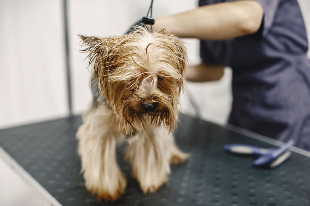 Yorkshire terrier getting procedure at the groomer