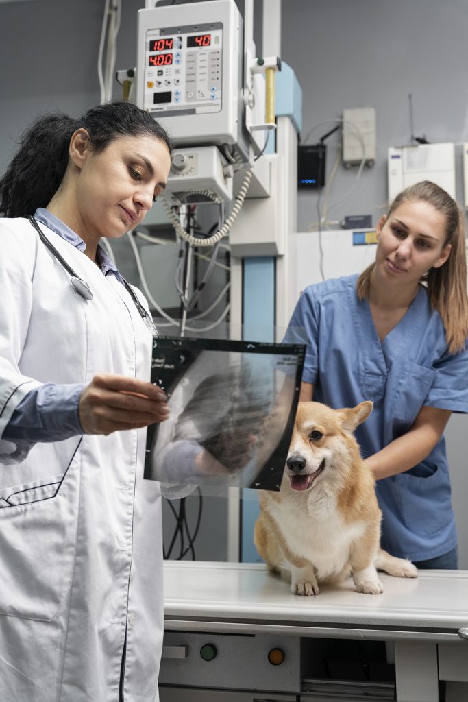 veterinario-cuidando-perro-mascota copia